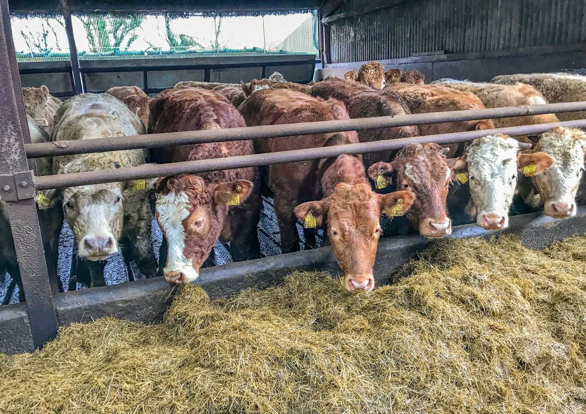 Making a start on scanning autumn-calvers