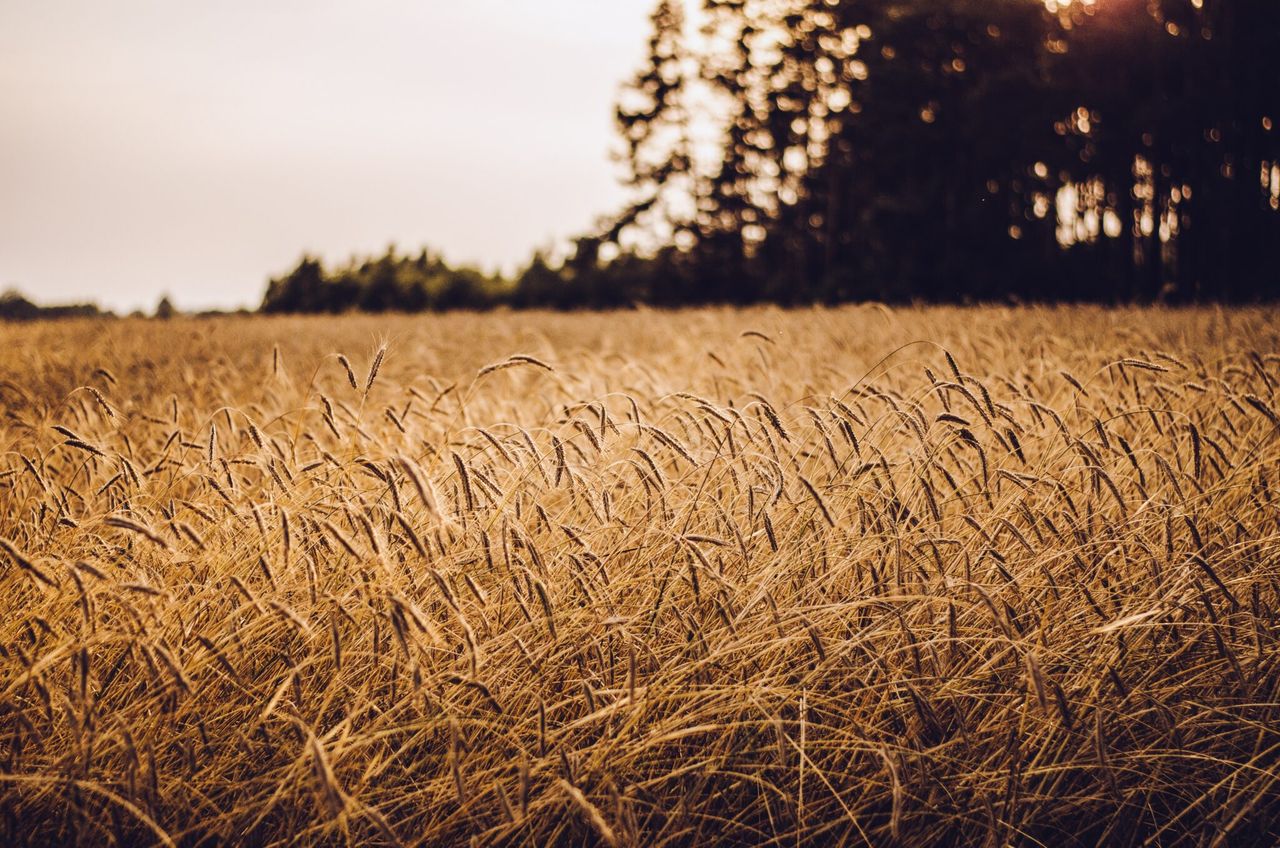 Polish minister for agriculture resigns over Ukrainian grain imports