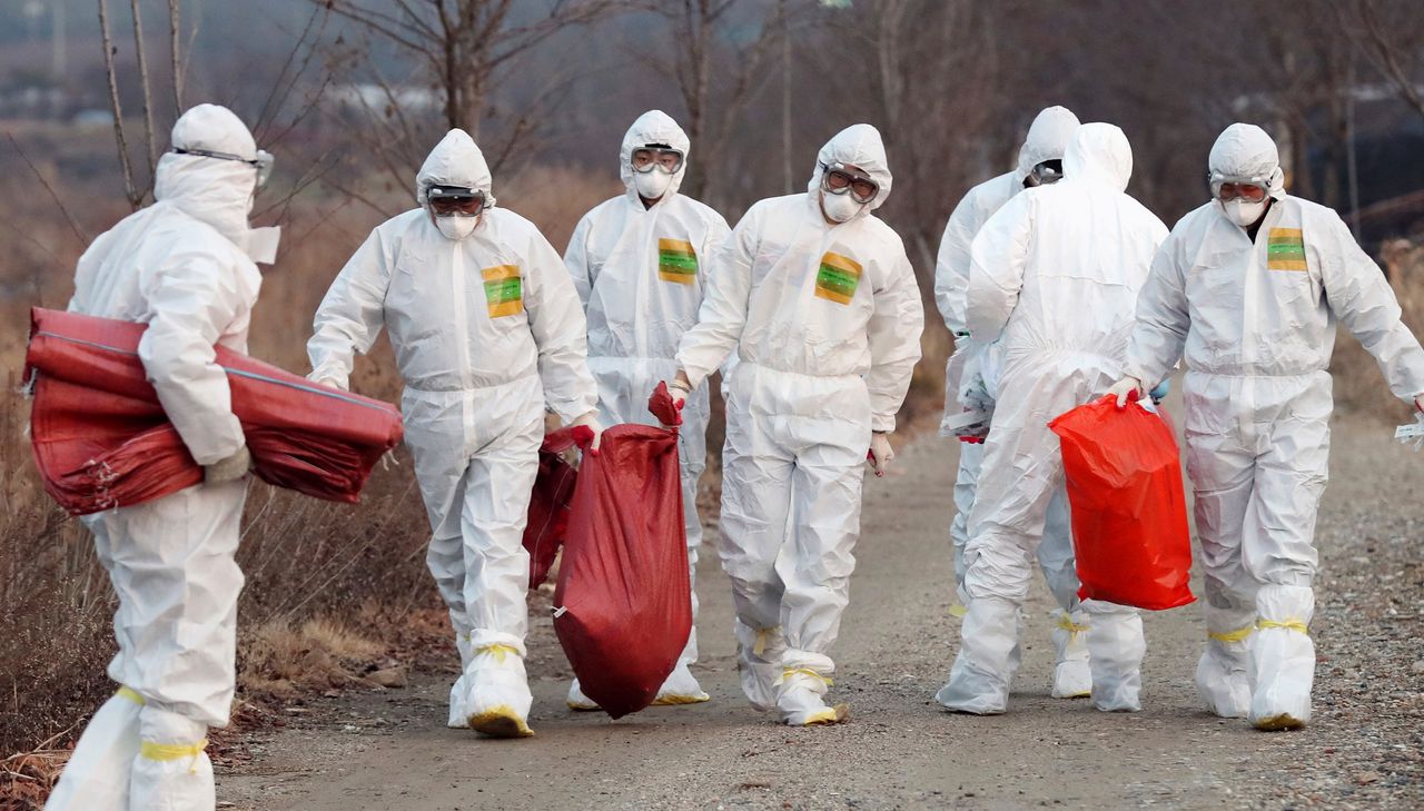 More severe strain of bird flu wreaks havoc in China