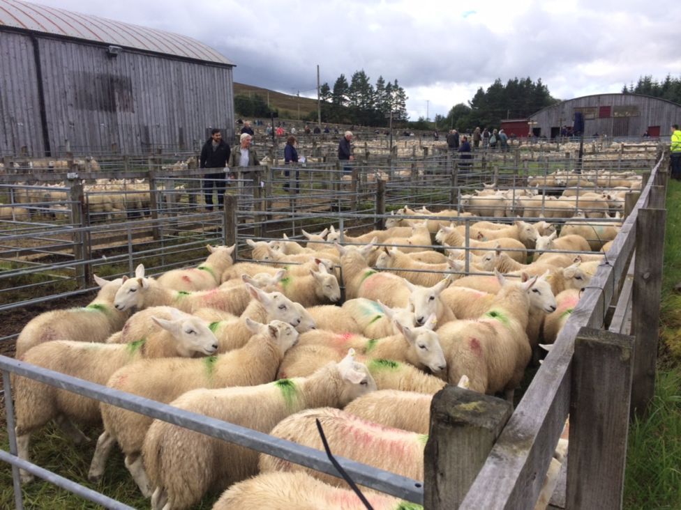 One of Europe’s largest store lamb auctions draws over 15,000 sheep