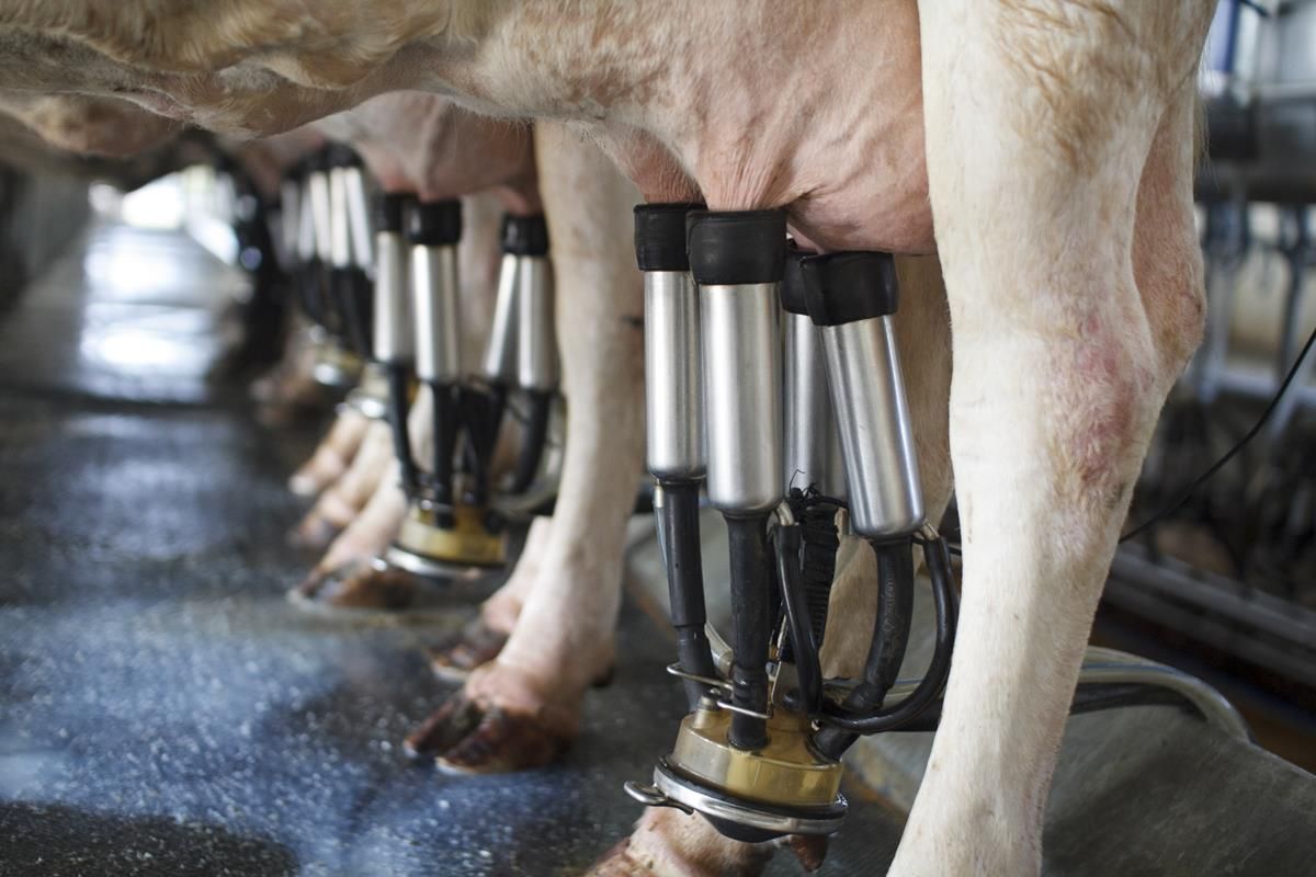 Milk production in Northern Ireland falling, as prices still below those of 2015