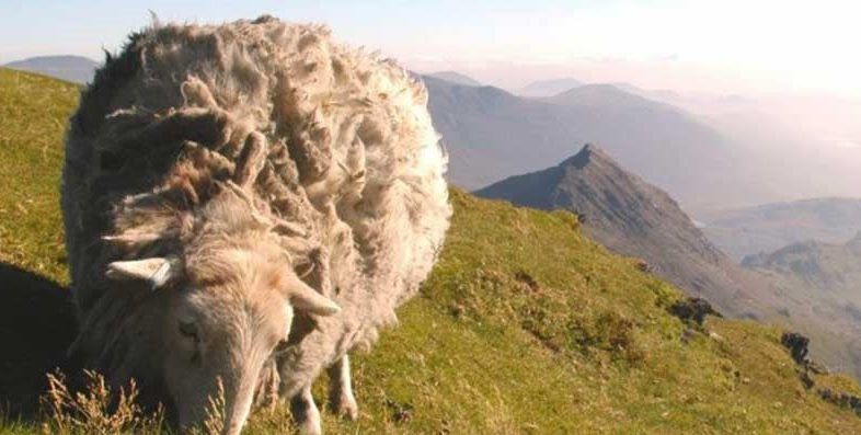 Sheep farmers urged to speak up against 'fake news'