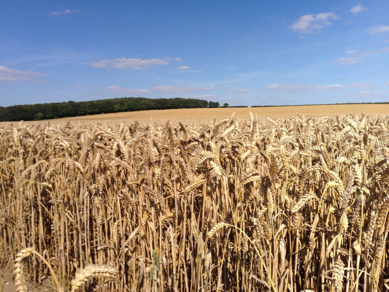 Glyphosate ban ‘would squeeze UK wheat output by 20%’