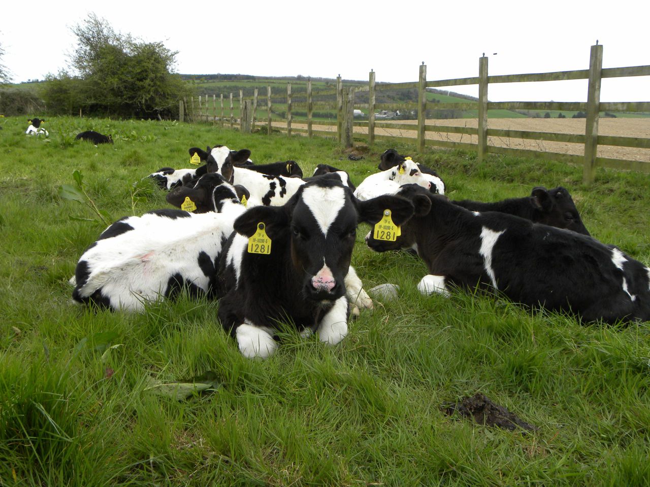 Authorisation of new and replacement NI cattle tags suspended