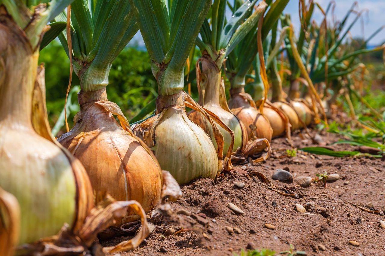 NFUS harvest survey presents 'mixed picture'