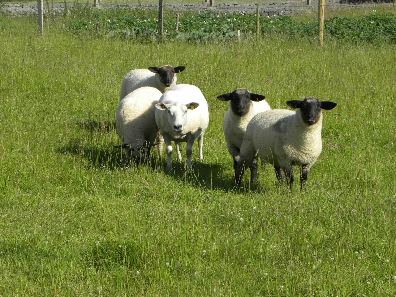 UFU challenges retailers on lamb sourcing