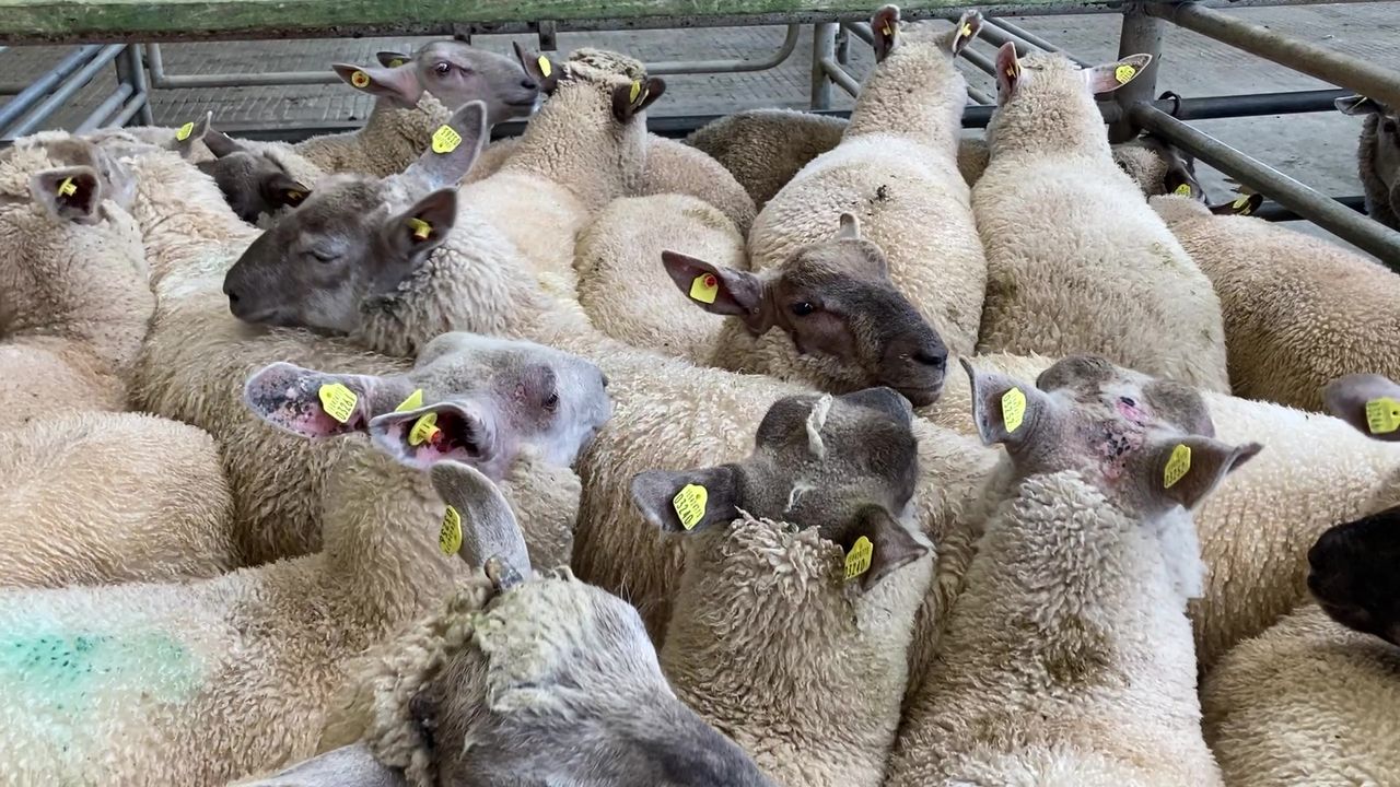 McAleer ‘seriously concerned’ at UK-Australia trade deal