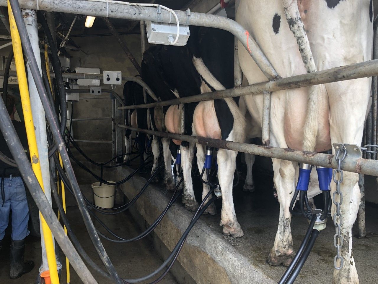 Milk recording should be on the ‘to do list’ over the coming weeks