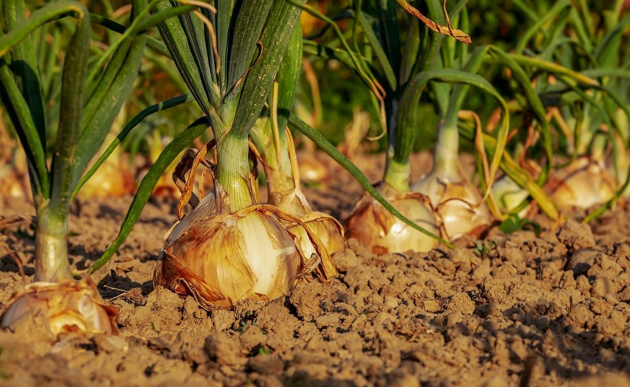 British onion crop yields fall by 40%