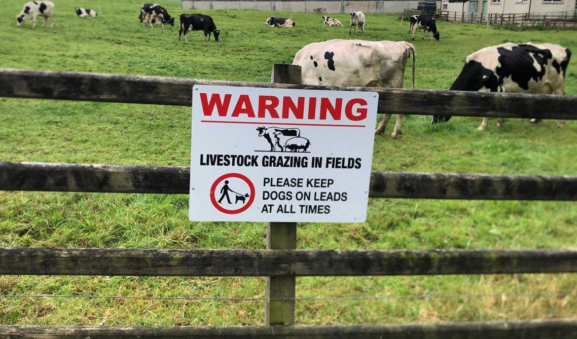 Dog owner prosecuted for second time in NI for ‘livestock worrying’