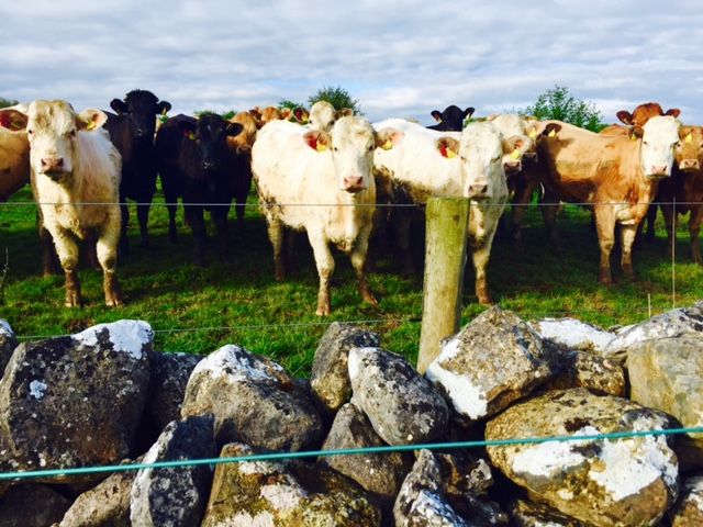 Less 'attractive' Irish beef driving UK cattle prices higher