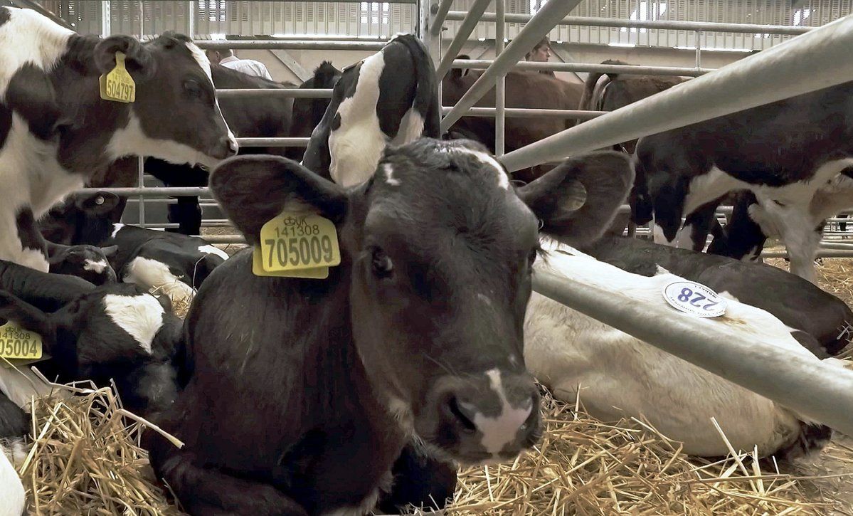 Dark Side of Dairy: Even the calves in the market were not Scottish calves