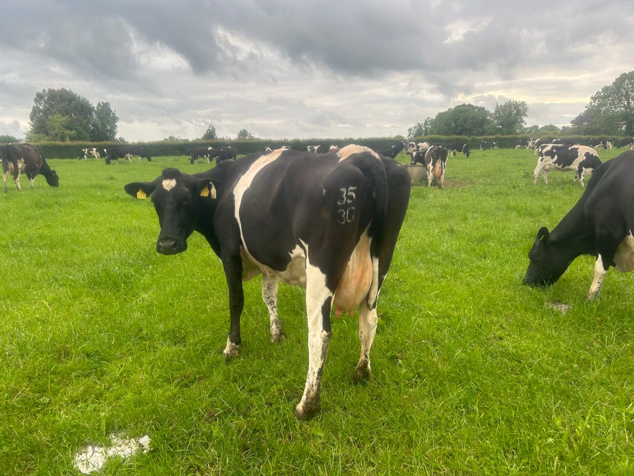 Body condition scoring the herd this August