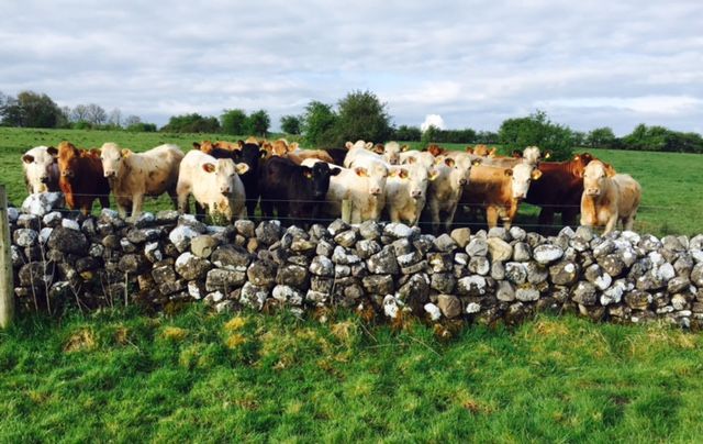 Cattle supplies on the rise as beef farmers face uncertain autumn
