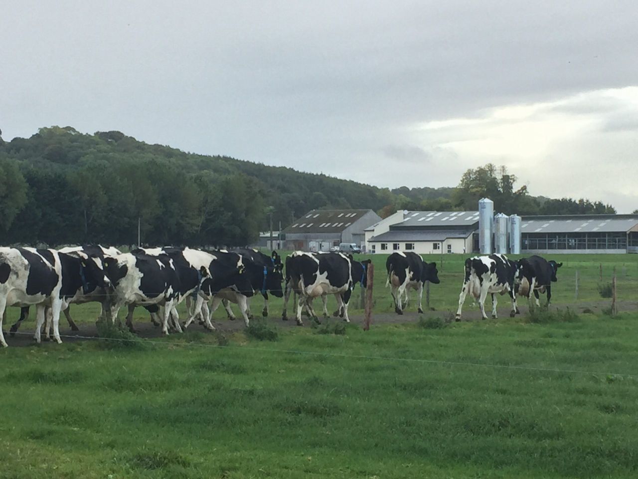 French to look for EU aid for dairy farmers who cut milk production