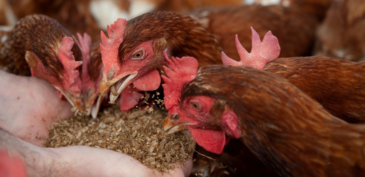Morrisons to launch carbon neutral eggs in 2022