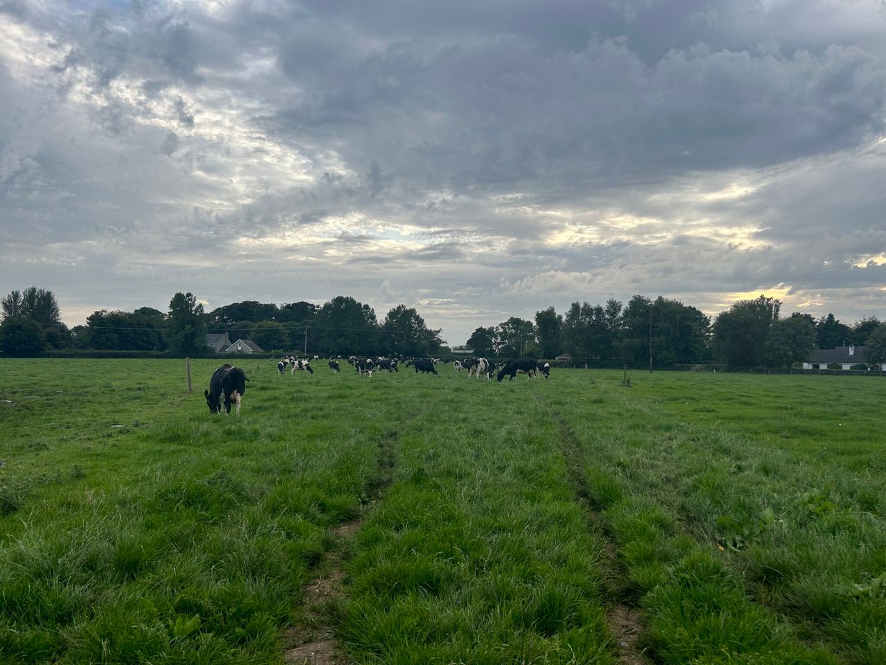 Autumn grazing: Building covers to achieve extra days at grass