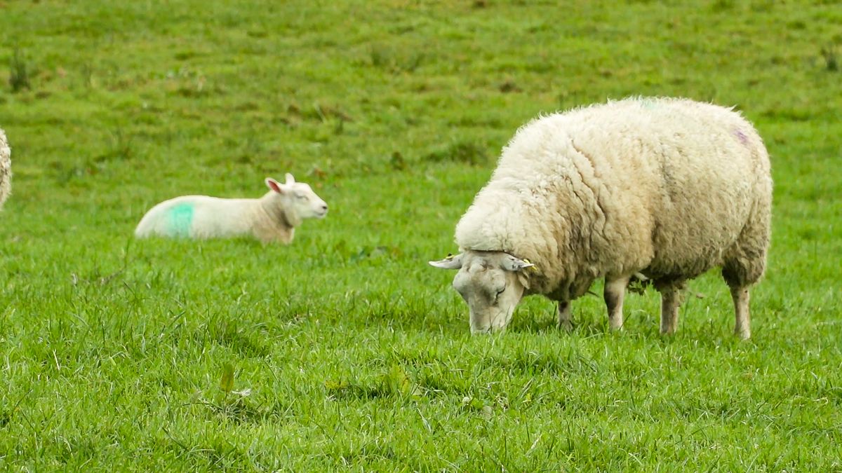 Farmer sought for board of Ernest Cook Trust