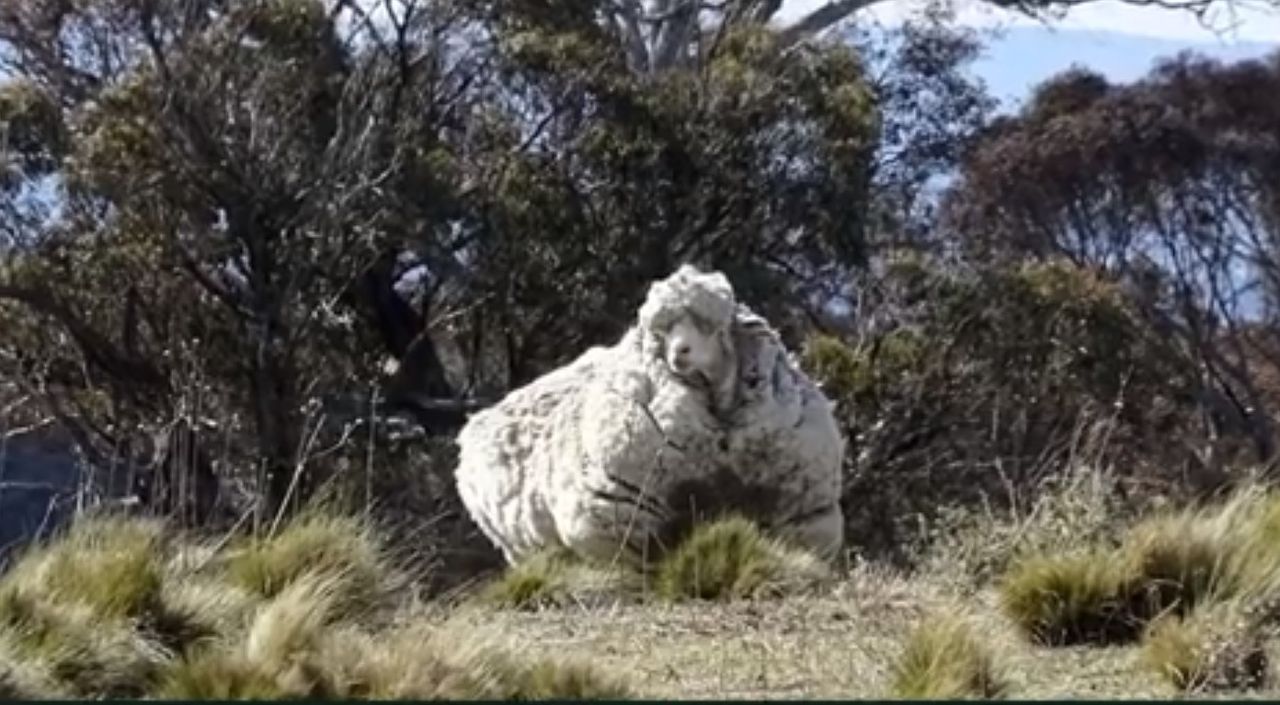 ‘Chris’ the record-breaking sheep dies