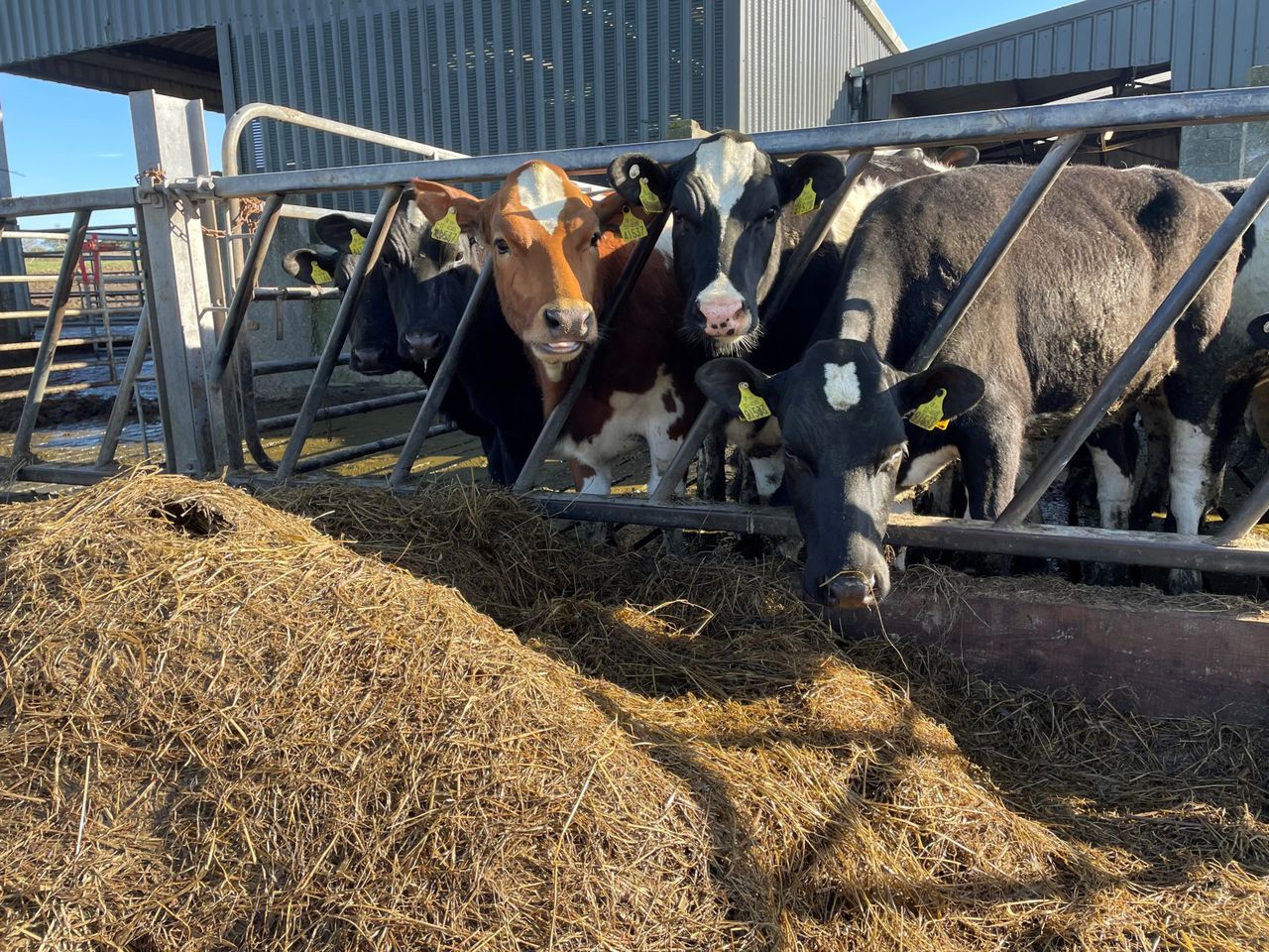 Familiarising heifers with milking facilities this winter