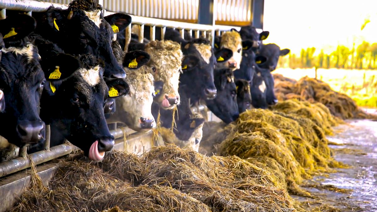 BVD numbers in NI at lowest levels since eradication programme