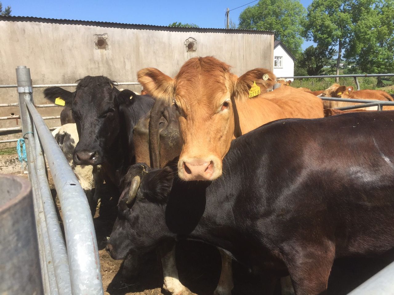 ‘High risk of liver fluke infection in livestock in Northern Ireland this winter’