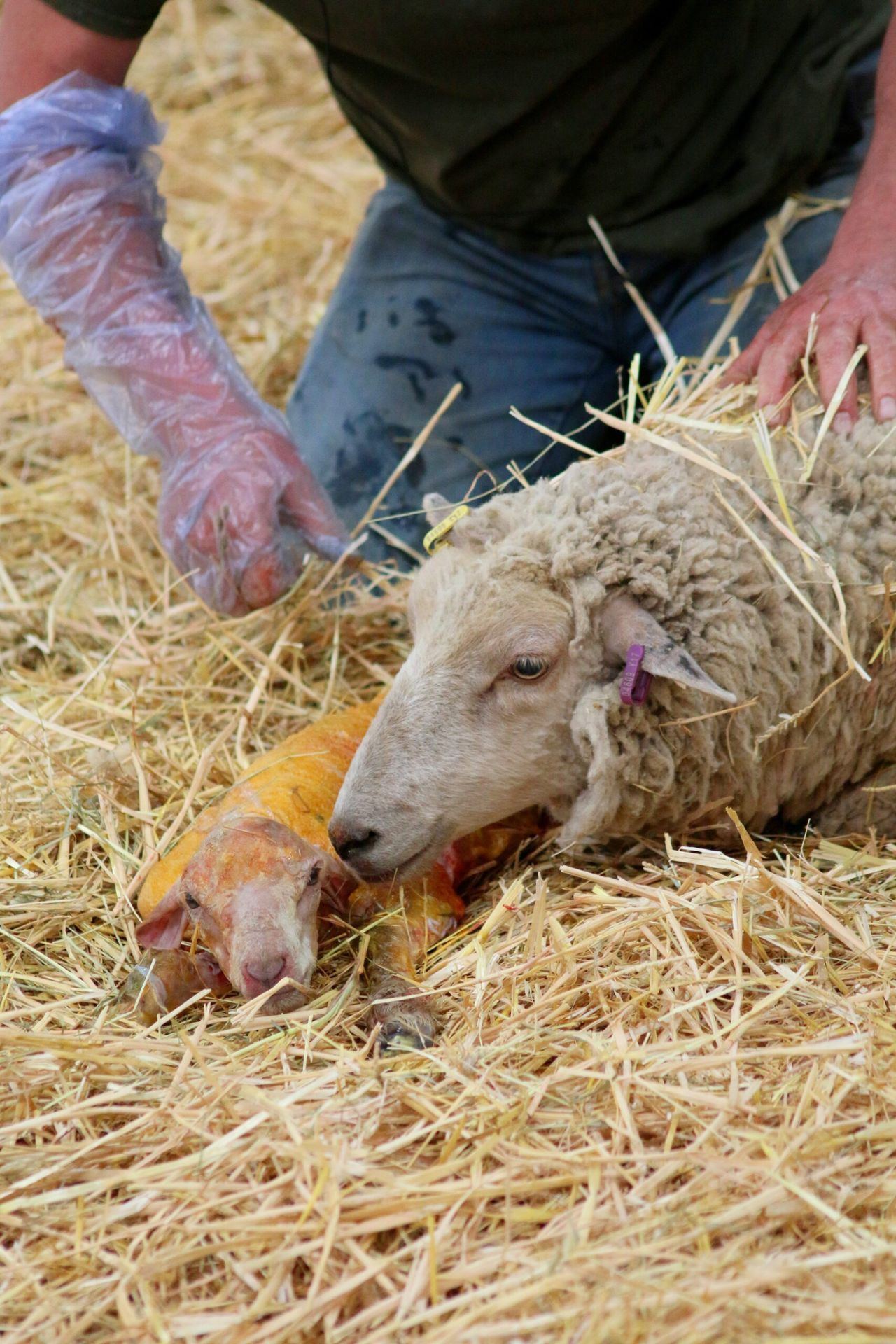 Search is on for BVA's Young Vet of the Year 2023
