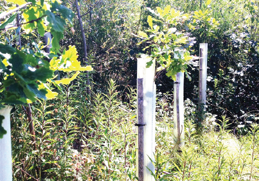 FLS to introduce biodegradable tree shelters