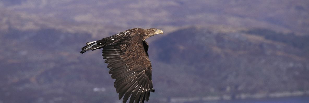 Report recognises white-tailed eagles predation of healthy sheep