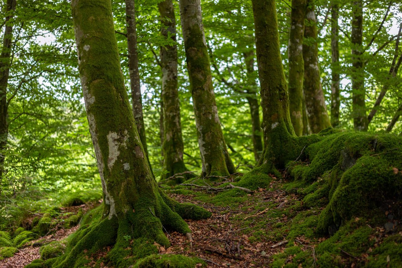 Muir launches first NI Tree Planting Action Plan