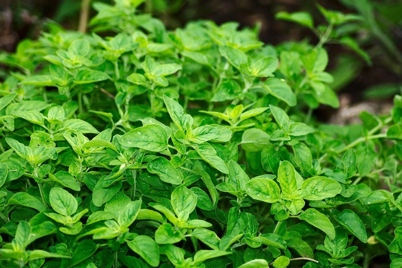 QUB food fraud study finds locally-sold sage to be ‘heavily adulterated’
