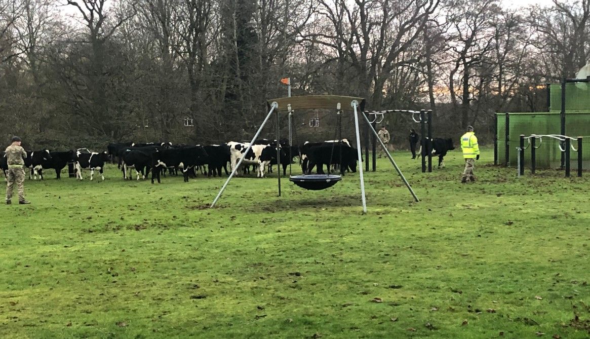 Bovine brigade: Herd of heifers ‘invades’ area of rural RAF base