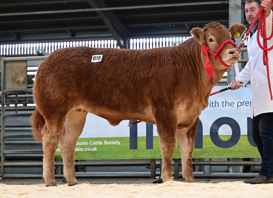 New NI record price set for Limousin heifer at auction