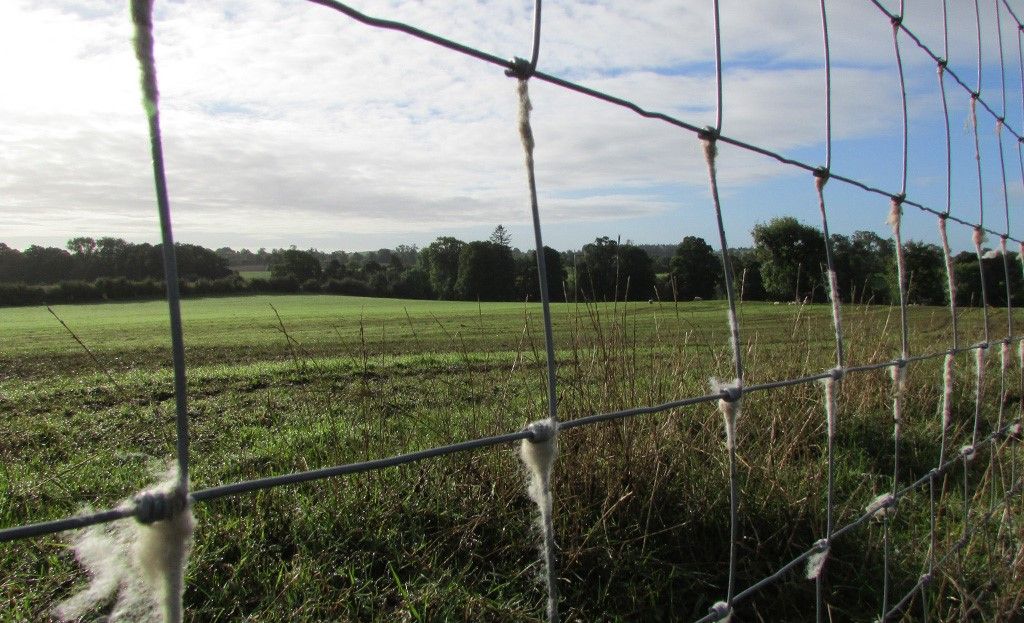 North Wales: 10 Bluefaced Leicester ewes stolen from Denbigh
