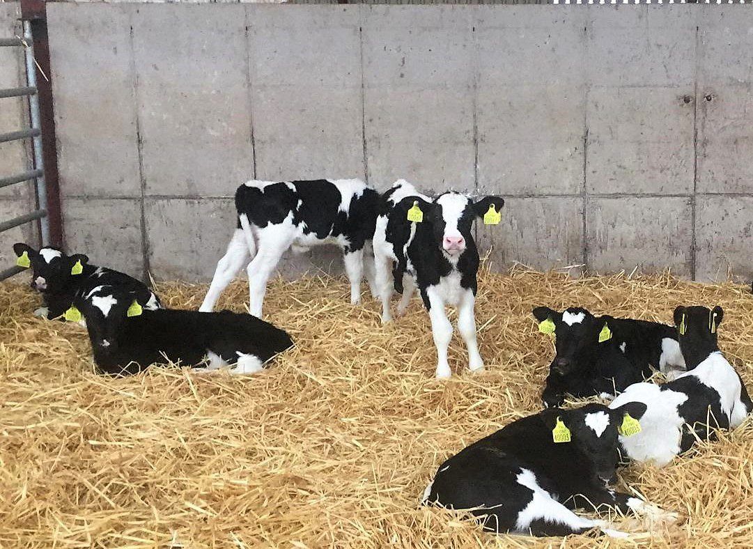 Autumn-calving: Dealing with scour in calves