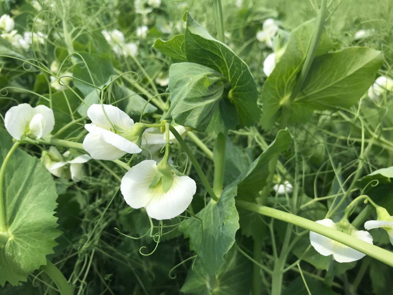 NI’s protein crops payment to begin in time for 2021 scheme year