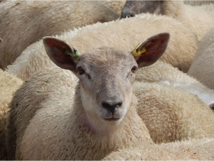 RamCompare: Five-year results identify top traits to drive flock productivity