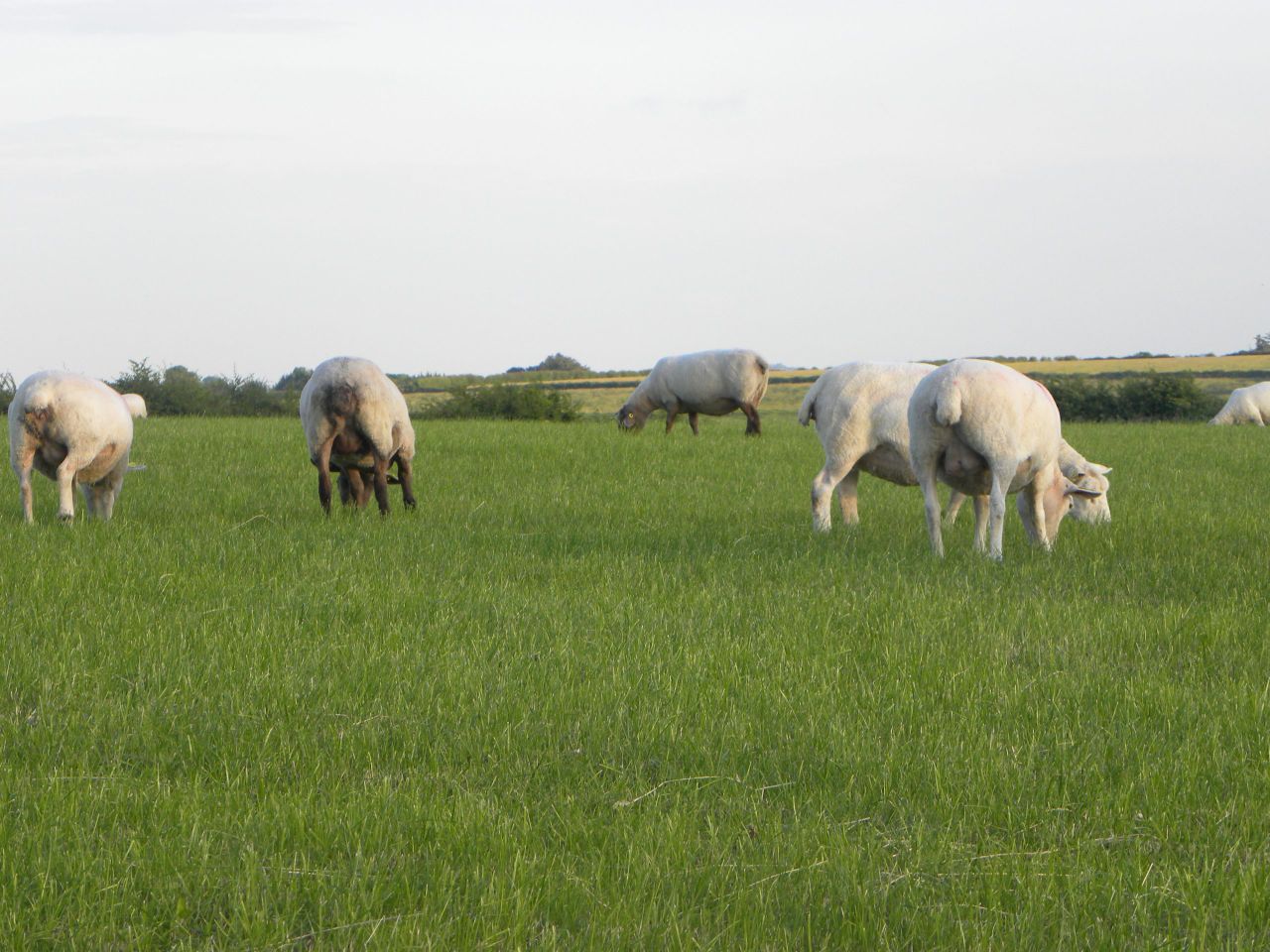Sheep farmers reminded to return census form