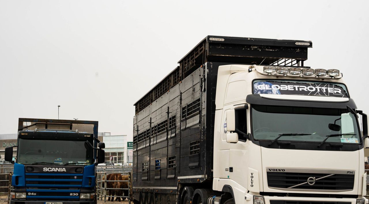 Extra border checks on live animal imports to UK cancelled