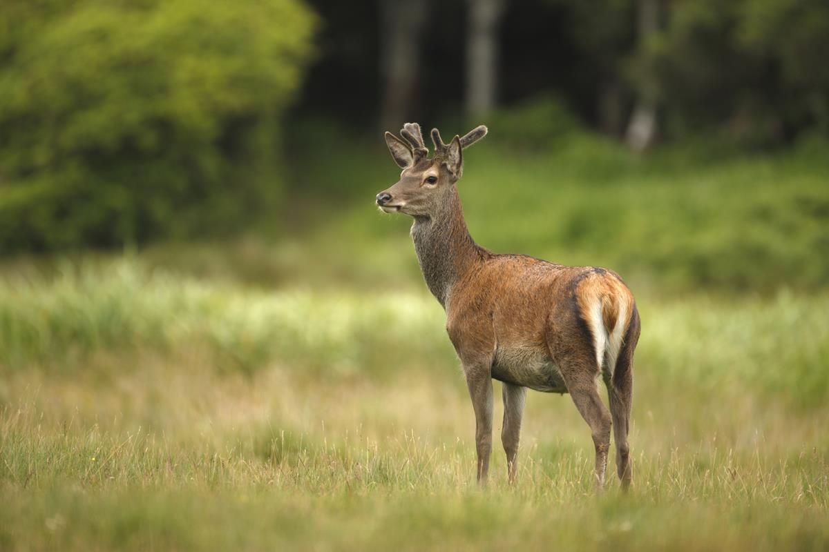 Should farmers be allowed to shoot deer without a licence?