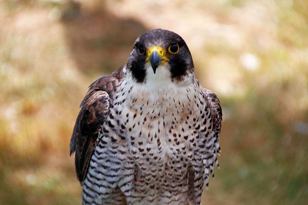 PSNI and NI raptor group part of Wildlife Crime Operation of the Year winners
