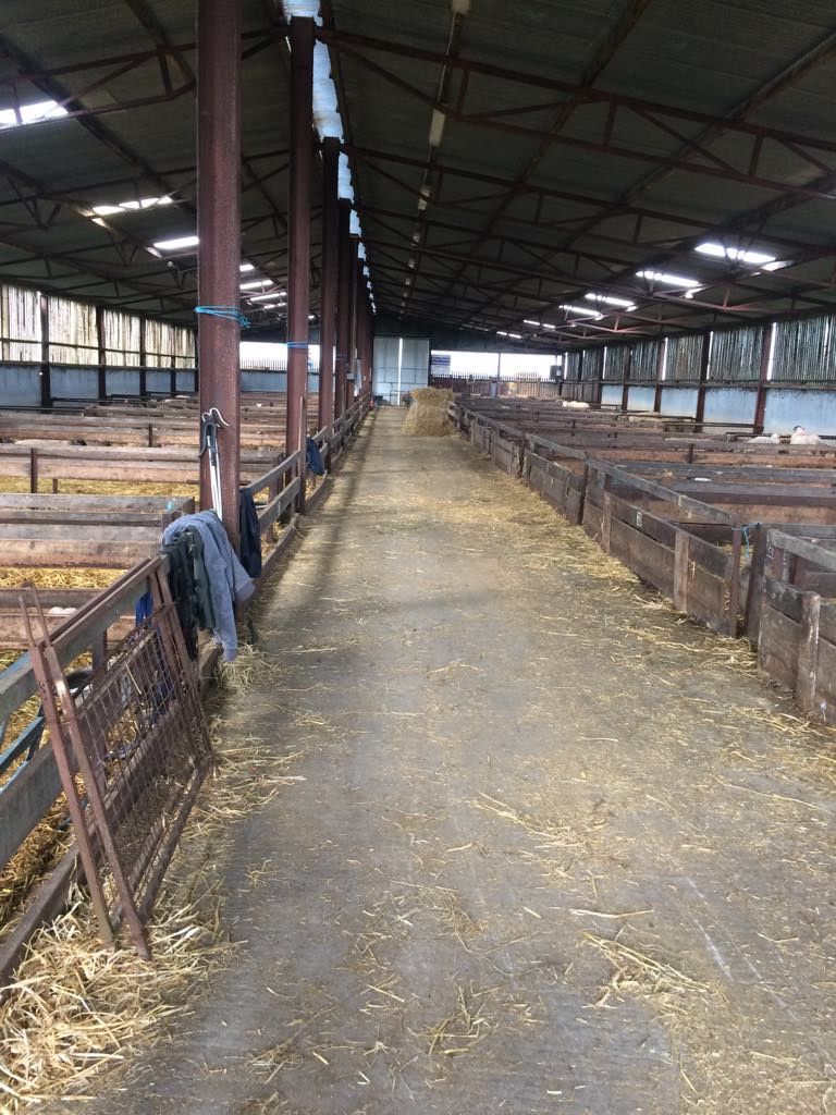 Sheep housing: Are your facilities up to scratch for the winter period?