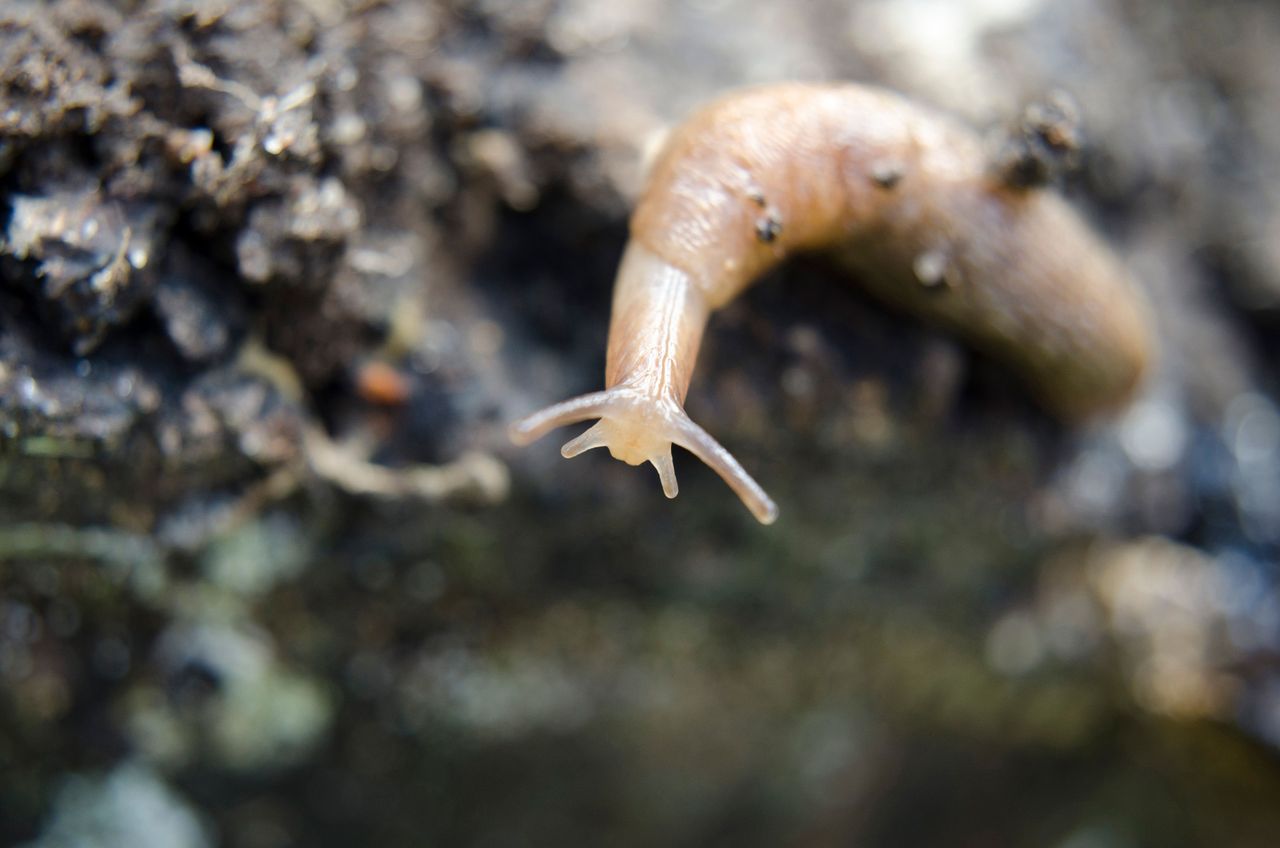 Room for improvement in slug control strategies