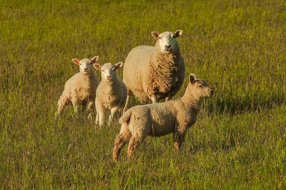 Dog owner pays shepherd after sheep worrying incident