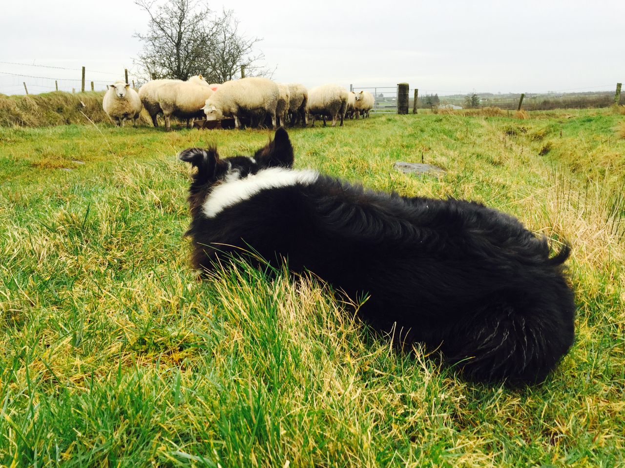 FUW looks forward to Welsh National sheepdog trials