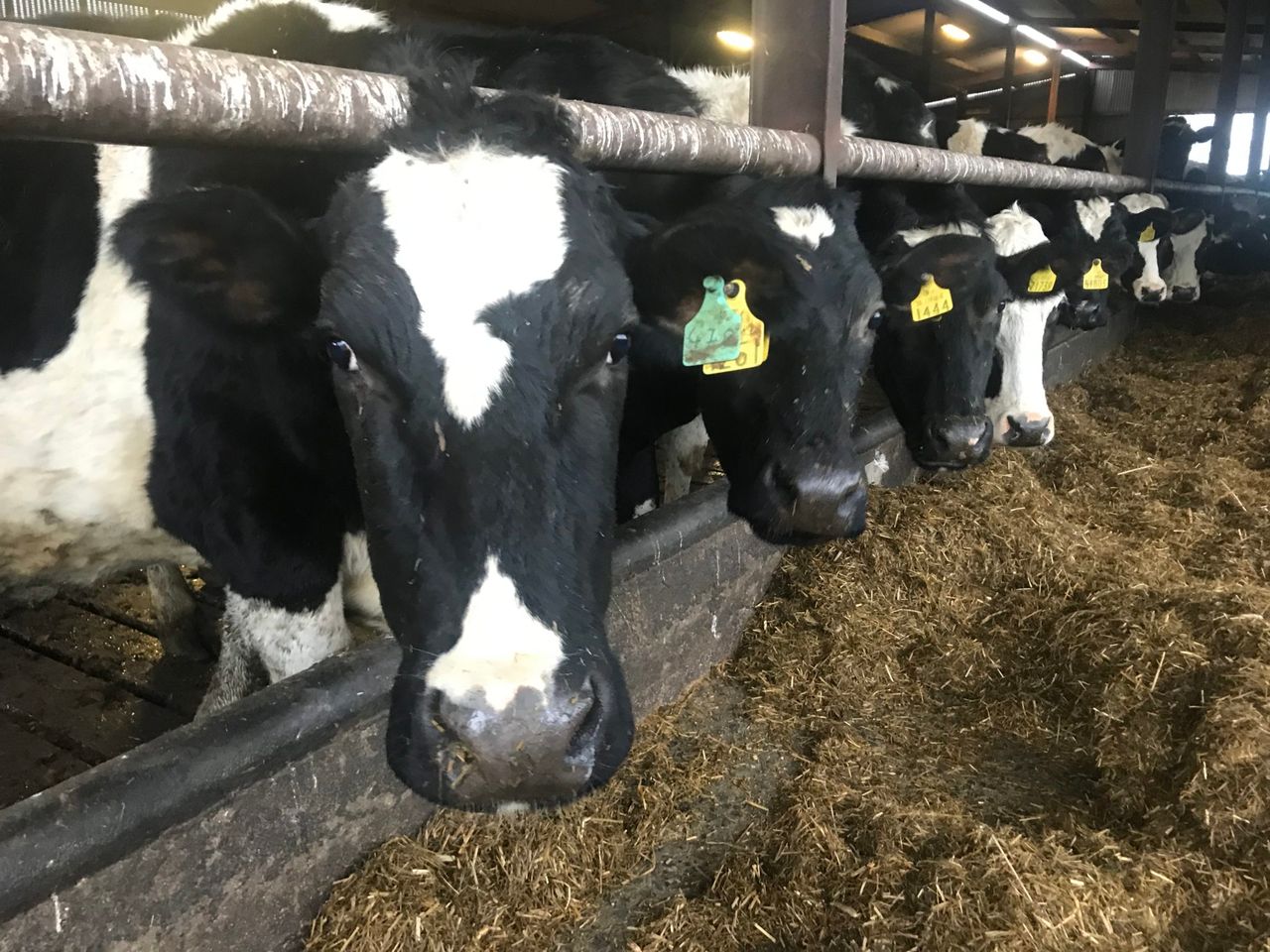 French dairy herd to decline by 441,000 head by 2030