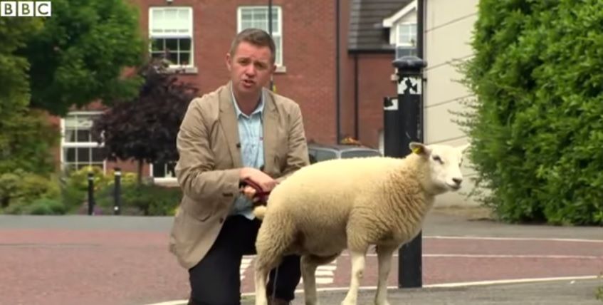 Video: BBC reporter left feeling sheepish after lamb has 'wee moment'