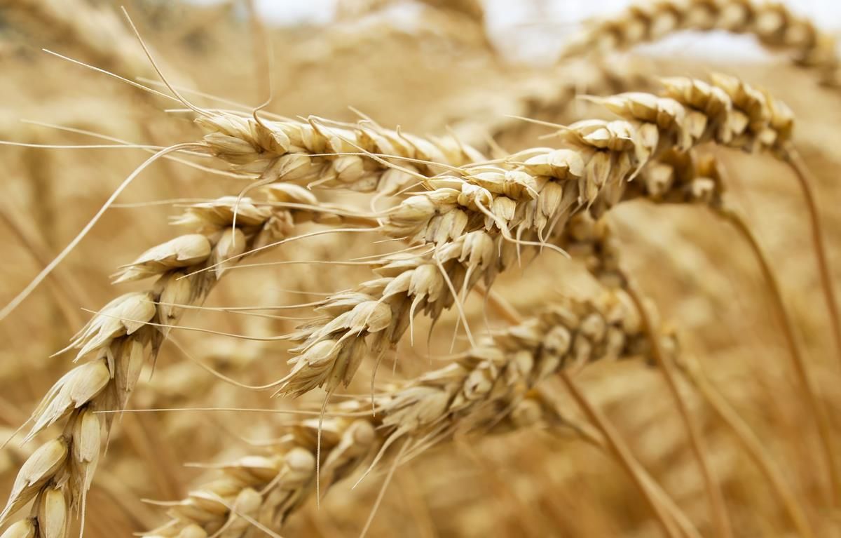 Grain price: Australian wheat production takes massive jump