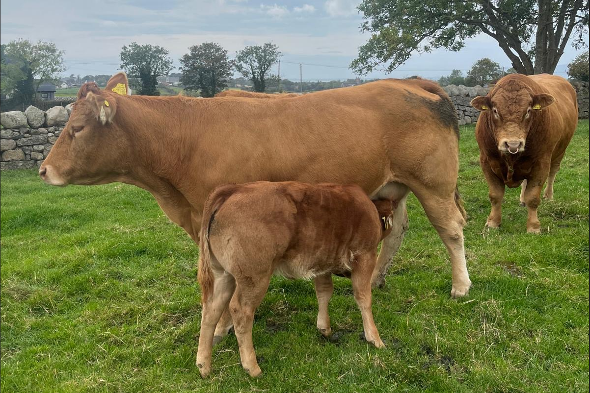 Tips on managing a compact calving pattern in suckler herds