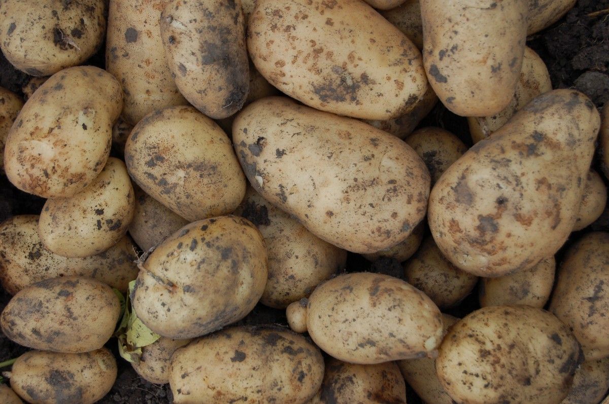 Latest potato stocks figures down almost a quarter on last year